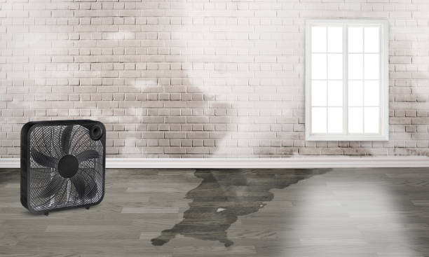 Best Water damage cleanup near me  in St James, MN